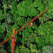 Rainforest Canopy Research Crane Stri Poster