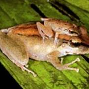 Rainforest Frogs Mating Poster