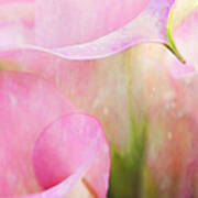 Rainy Day Calla Lilies Poster