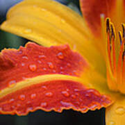 Rainy Day Lily Poster