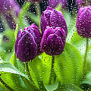 Rainy Tulips 1 Poster