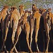 Rajasthan Camel Station Poster