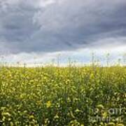 Rapeseed Flower Field With Storm Clouds Poster