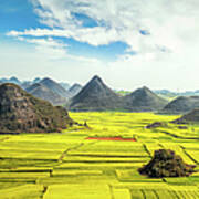 Rapeseed Flower Fields In China Poster