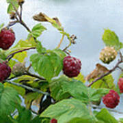 Raspberries On A Fence Poster