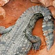 Rear And Tail Of A Nile Crocodile Poster