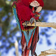 Red And Green Macaw Poster