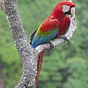 Red And Green Macaw Pantanal Brazil Poster