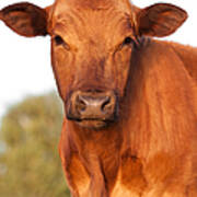 Red Angus Cow Poster