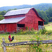 Red Barn And Rooster Poster