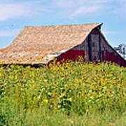 Red Barn In Summer Poster