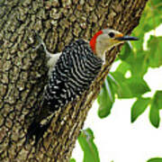 Red-bellied Woodpecker. Poster