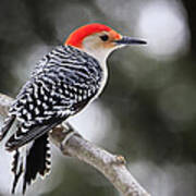 Red-bellied Woodpecker Poster