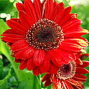 Red Blooming Gerber Daisy Flower With Yeloow Highlights Poster