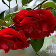 Red Camelias Poster