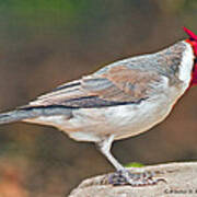 Red-capped Cardinal Poster
