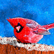 Red Cardinal In The Snow Poster