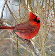 Red Cardinal In Winter Poster
