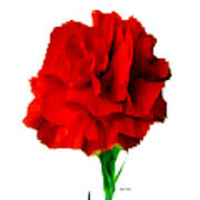 Red Carnation Poster