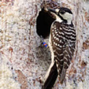 Red Cockaded Woodpecker Poster