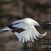 Red-crowned Crane In Flight Poster