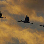 Red-crowned Cranes Flying At Sunset Poster