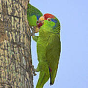 Red-crowned Parrots Poster