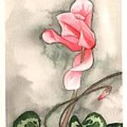 Red Cyclamen Poster