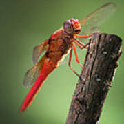 Red Dragonfly Poster