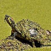 Red Eared Slider Turtle Poster