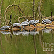 Red Eared Slider Turtles 2 Poster