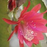 Red Epiphyllum Study Poster