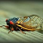 Red Eye Cicada Poster