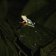 Red Eyed Tree Frog Poster