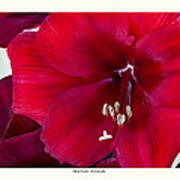 Red Florist Amaryllis Poster