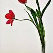 Red Flowers In Glass Vase Poster