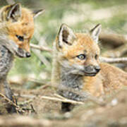 Red Fox Kits Poster