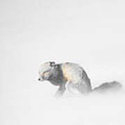 Red Fox In Winter Storm Poster