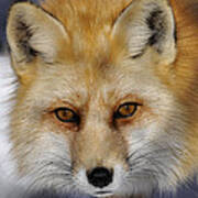 Red Fox Portrait Poster