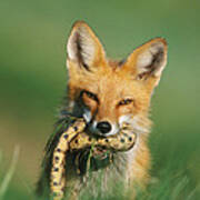 Red Fox With Snake Poster