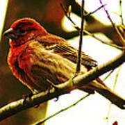 Red Headed House Finch Poster