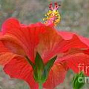 Red Hibiscus-stand Out Poster