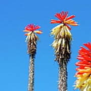 Red Hot Poker Or Torch Lily Kniphofia Poster