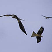 Red Kite Coming Through Poster