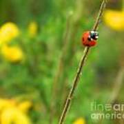 Red Ladybug Poster