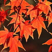 Japanese Maple Leaves In Fall Poster