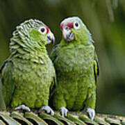 Red-lored Parrots Ecuador Poster