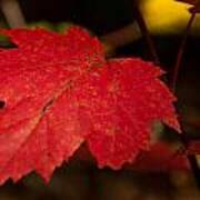 Red Maple Leaf In Fall Poster