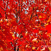 Red Maple Leaves Poster