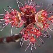 Red Maple Male Flowers Poster
